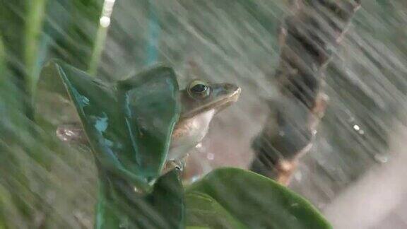 兰花上的青蛙和淋浴慢镜头