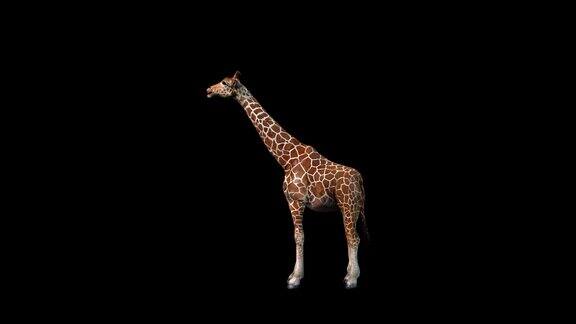 3D长颈鹿嚼草动画与阿尔法哑光4k北方长颈鹿吃树叶和金合欢树枝含水草环渲染黑色背景一个大型非洲哺乳动物与循环视图