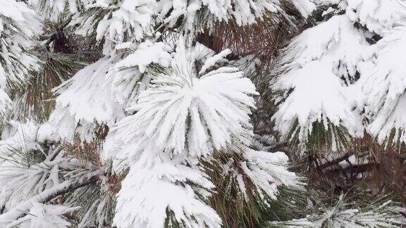 冬天雪覆盖了冷杉树枝