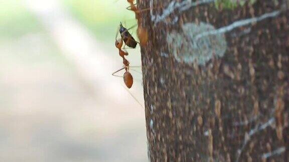 红蚂蚁正在搬运食物