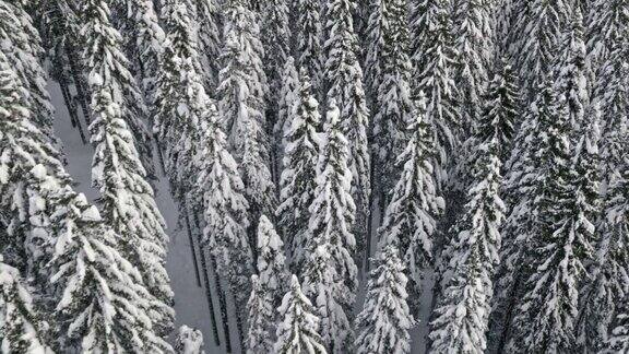 空中飘雪的云杉森林