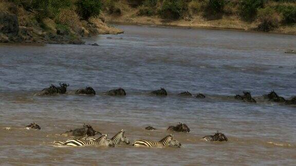 牛羚和斑马游过马拉河的跟踪镜头
