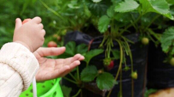 婴儿在农场采摘草莓