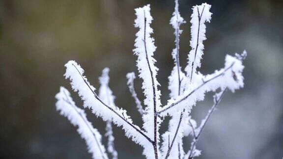 茎上覆盖着白雪