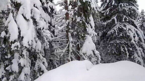 喀尔巴阡森林里被雪覆盖的树木