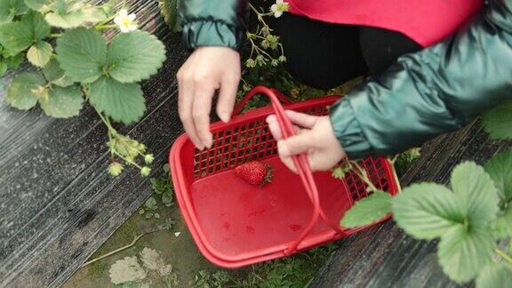 一个女农场工人采摘草莓的特写