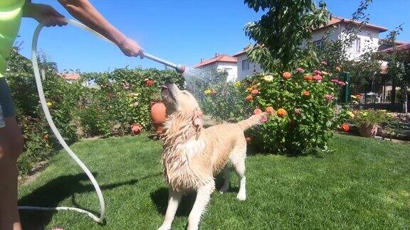 快乐的狗在后院玩水