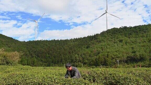 一名男性农场工人在茶园使用平板电脑