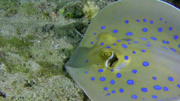 蓝斑黄貂鱼探索沙底