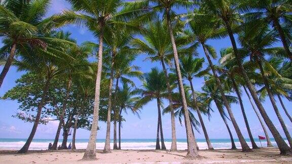 4K假期暑假概念海滩上的椰子树椰子树上美丽的热带海岸风景普吉岛泰国著名的旅游胜地安达曼海自由海滩