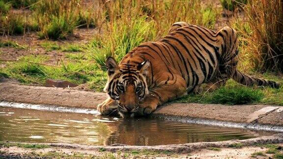 一只美丽的孟加拉虎(pantheratigris)正在喝水