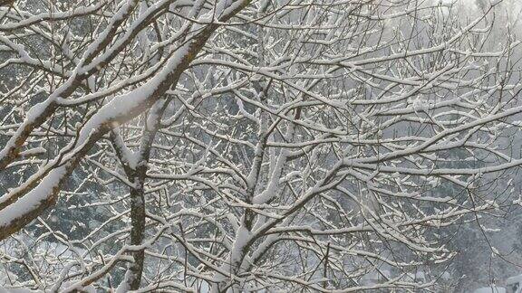 冬天的森林里雪慢慢地落在树枝上