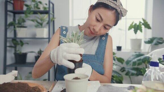 年轻的亚洲妇女在早上在家里移栽植物到新花盆