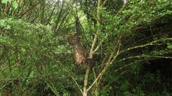 林奈二趾树懒(Choloepusdidactylus)爬上了树可爱的湿树懒试图到达厄瓜多尔的树冠亚马逊绿色背景绝望的动物