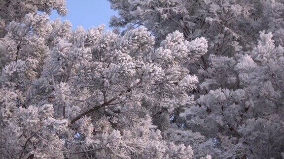 冬天结霜的松树