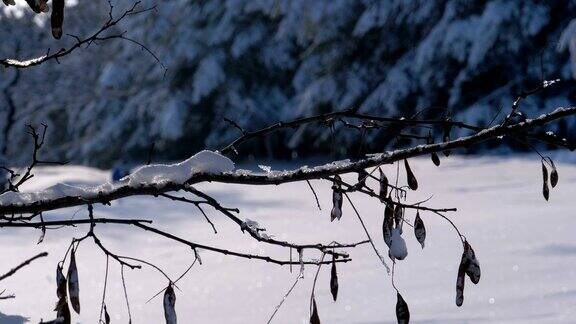 背景的冬天森林与白雪覆盖的树枝树