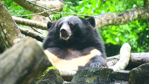 亚洲黑熊在野外放松
