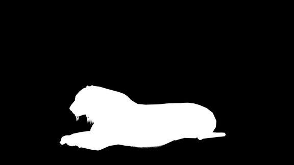 一只老虎休息在黑色背景与alpha通道包括在视频结束时3D动画侧视图动画动物无缝循环动画