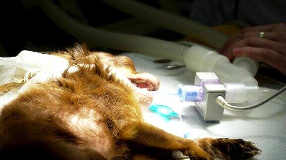 狗在手术室准备手术