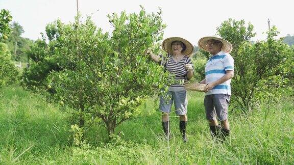 一对亚洲的中国老夫妇从他们的花园农场采摘石灰菖蒲