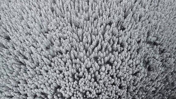 无人机在冬季森林上空拍摄