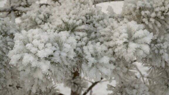 白雪覆盖的松树枝特写美丽的树覆盖着新雪令人难以置信的冬季花园圣诞树