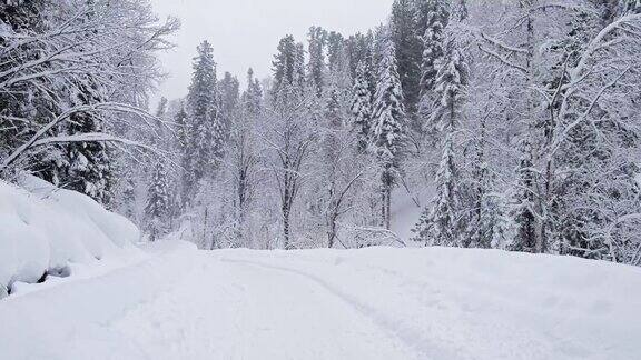 冬季森林公路上的特勒茨科湖岸边大雪