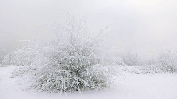 用慢镜头拍摄了冬日树林里积雪下的灌木丛