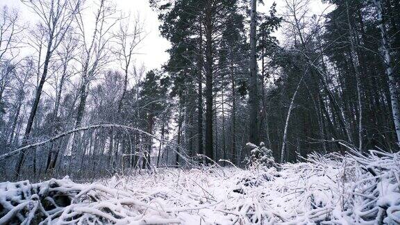 冬日神秘森林