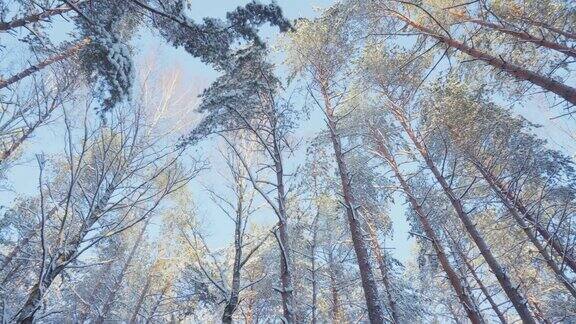 冬天森林和太阳潘