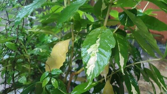 雨滴落在树叶上的特写
