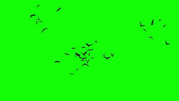万圣节蝙蝠飞行循环运动图形视频透明背景与alpha通道