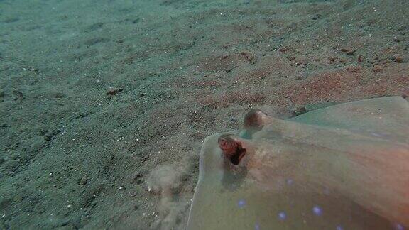 印度尼西亚沙滩上的蓝斑黄貂鱼(4K)