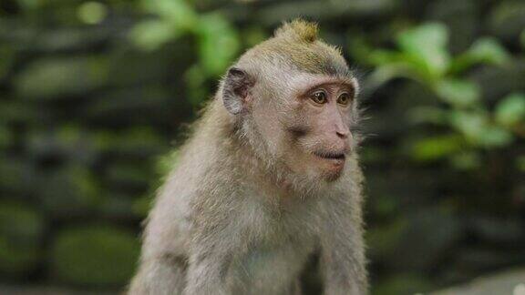 野生恒河猴的近距离观察猕猴抱着它的幼崽坐在印度尼西亚热带雨林的树枝上
