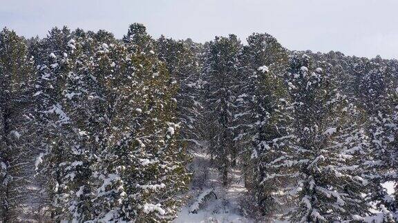 冬季的阿尔泰山脉:塞姆斯基山脊塞姆斯基山口的雪松林鸟瞰图