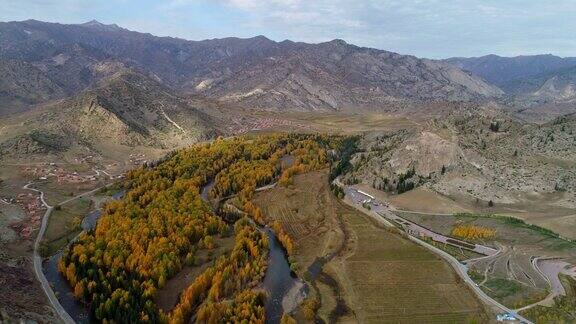 航拍秋日白桦林中国新疆风景