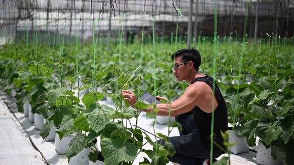 亚洲华裔男性农民使用数字平板电脑检查他的有机农场增长