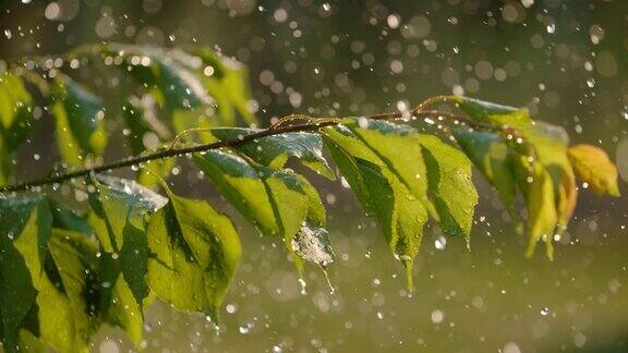 雨落在绿色的果树上