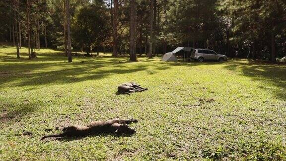 两只狗躺在露营地的草地上