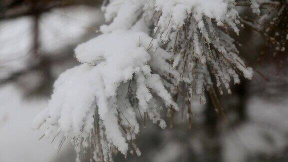 白色的森林覆盖着积雪小路之间的树木覆盖着飘落的雪花