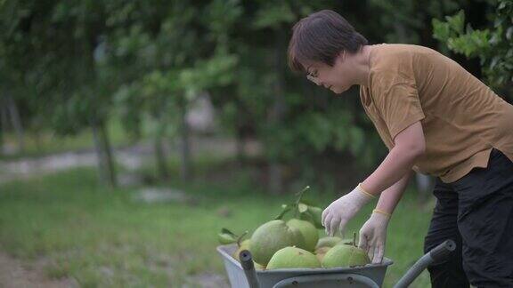 满意的亚洲中国女农民采摘柚子从果树在她的种植园装载在独轮车收获