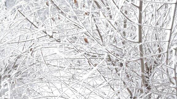 冬天树枝上覆盖着雪和白霜