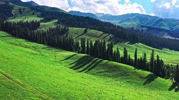 中国新疆绿色草原自然风光的航拍镜头