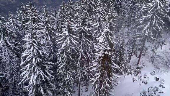 鸟瞰图白雪覆盖的树木和雪山在法国阿尔卑斯山的冬天