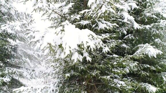 冬天喀尔巴阡的冷杉树在雪地里