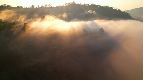 清晨森林中雾蒙蒙的日出4K鸟瞰图运动中的自然背景