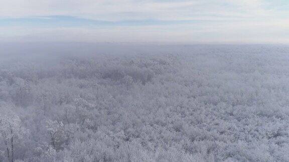 白雪覆盖着森林的树梢