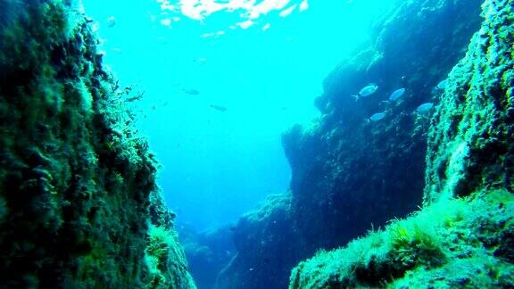 水下海洋景象鱼和岩石