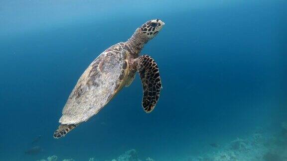 深蓝色的海水和海龟在海水中游泳