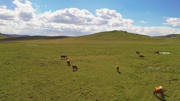 巴音布鲁克平原上的牛群